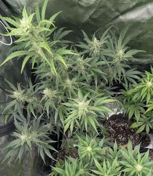 Runtz Auto - Zamnesia. Week 7