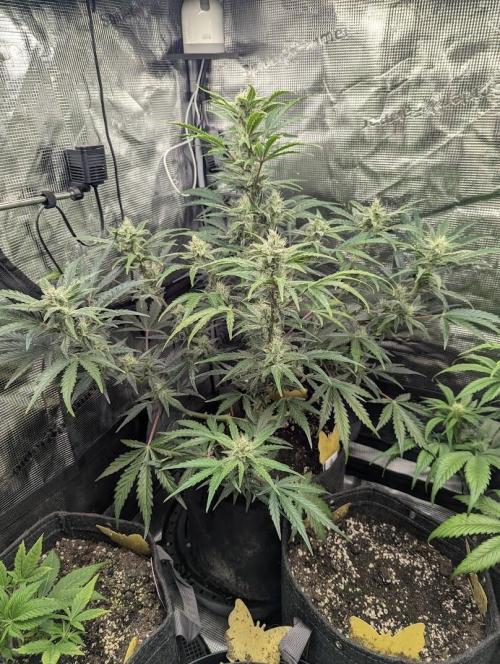 Runtz Auto - Zamnesia. Week 7