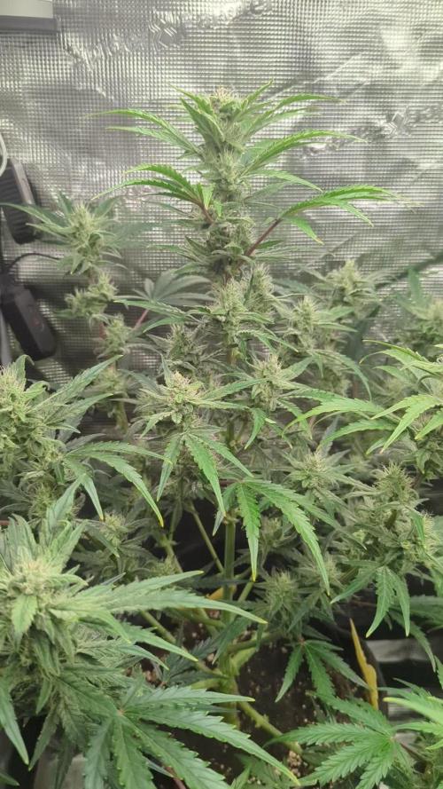 Runtz Auto - Zamnesia