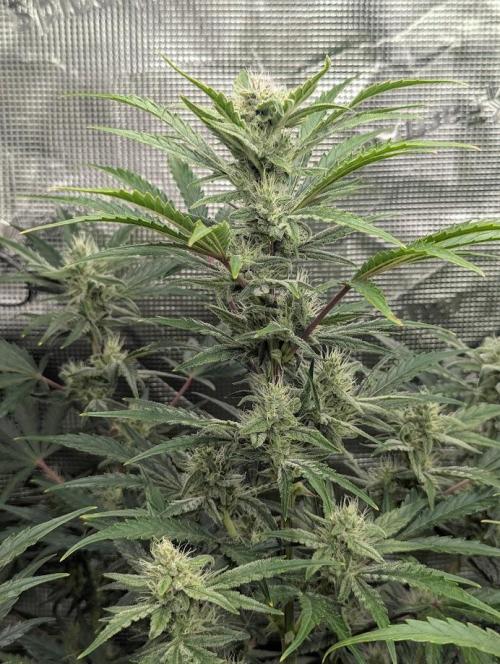 Runtz Auto - Zamnesia. Week 7