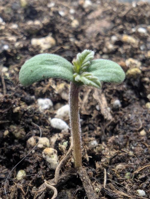 Strawberry Gorilla Auto - FastBuds. Week 0