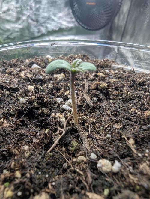 Strawberry Gorilla Auto - FastBuds. Week 0