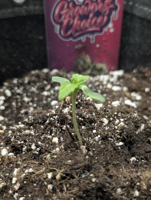 Zkittlez - Growers Choice. Week 0