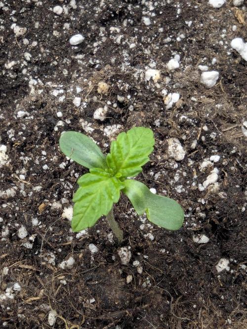 Zkittlez - Growers Choice. Week 0