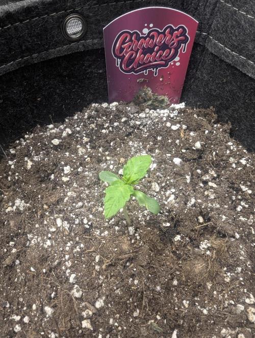 Zkittlez - Growers Choice. Week 0