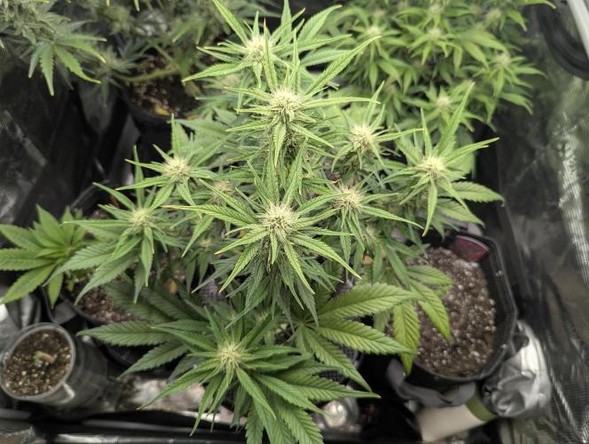 Papaya Zoap Auto - Sweet Seeds. Week 8