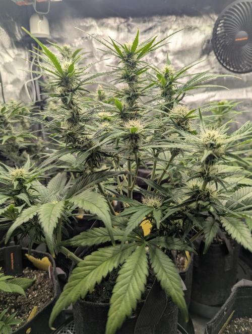 Papaya Zoap Auto - Sweet Seeds. Week 8