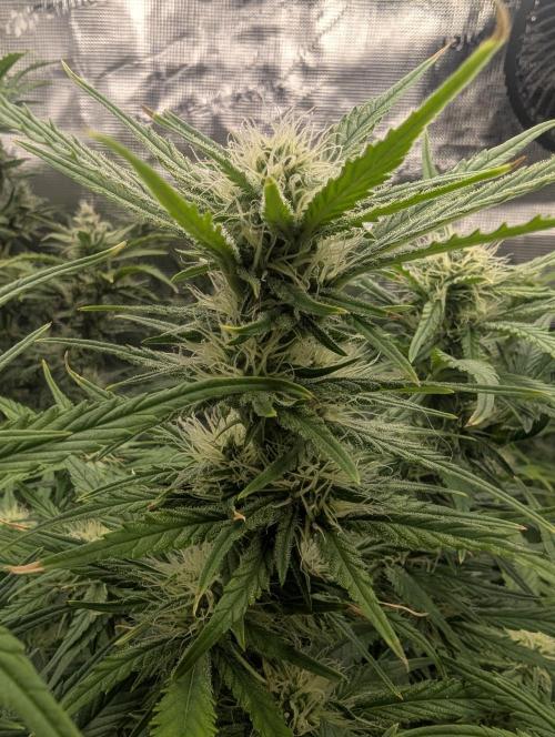 Papaya Zoap Auto - Sweet Seeds. Week 8