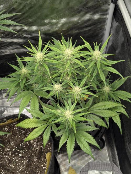 Papaya Zoap Auto - Sweet Seeds. Week 8