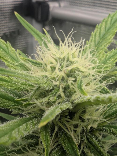 Papaya Zoap Auto - Sweet Seeds. Week 8