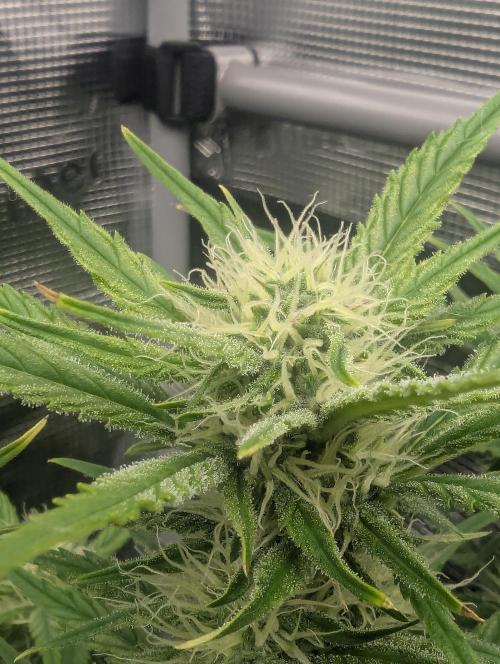 Papaya Zoap Auto - Sweet Seeds. Week 8