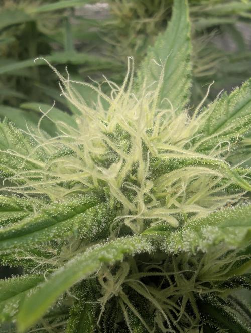 Papaya Zoap Auto - Sweet Seeds. Week 8