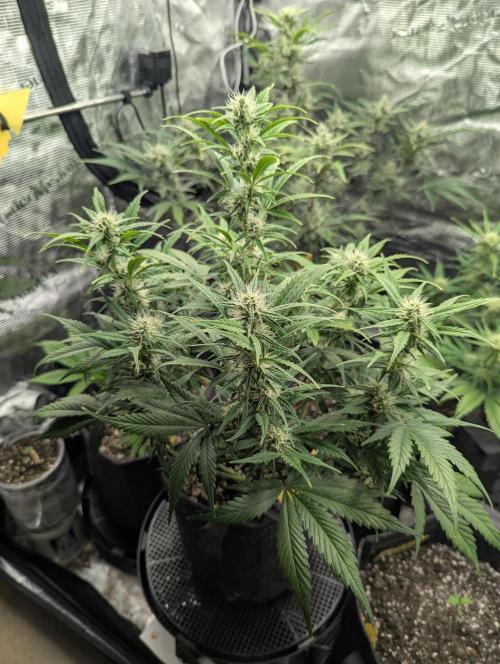 Do-Si-Dos Auto - Zamnesia. Week 8