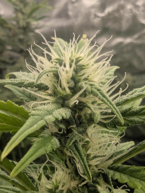 Do-Si-Dos Auto - Zamnesia. Week 8