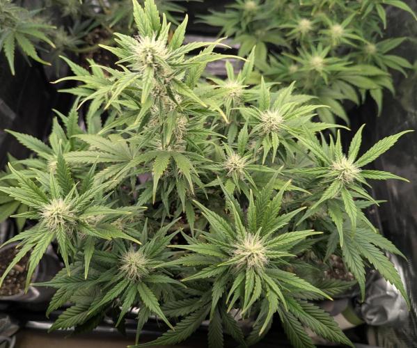 Do-Si-Dos Auto - Zamnesia. Week 8