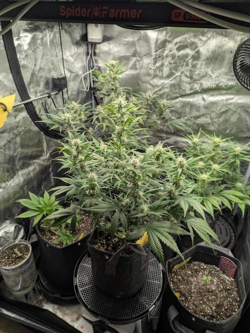 Do-Si-Dos Auto - Zamnesia. Week 8