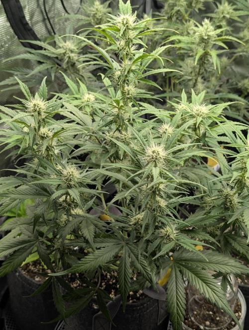 Do-Si-Dos Auto - Zamnesia. Week 8