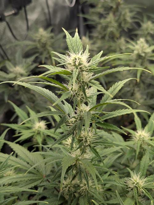 Do-Si-Dos Auto - Zamnesia. Week 8