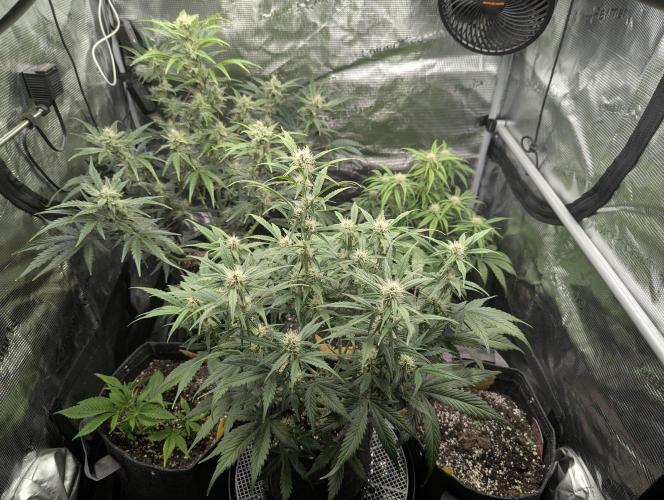 Do-Si-Dos Auto - Zamnesia. Week 8