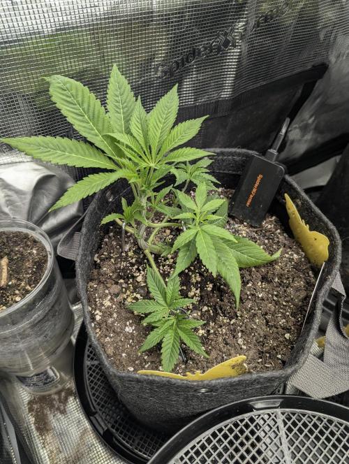 RS11 x Banana OG - Barney's Farm. Week 4