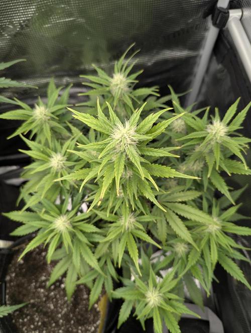 Do-Si-Dos Auto - Zamnesia. Week 8