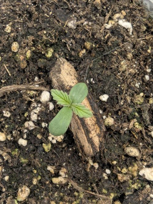 Strawberry Gorilla Auto - FastBuds. Week 0