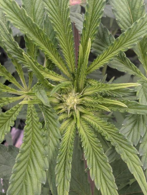 Black Cherry Gushers - Barney's Farm. Week 8