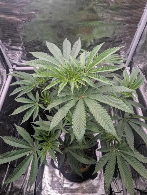 Black Cherry Gushers - Barney's Farm. Week 8