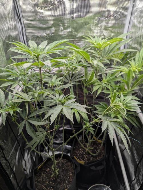 Black Cherry Gushers - Barney's Farm. Week 8