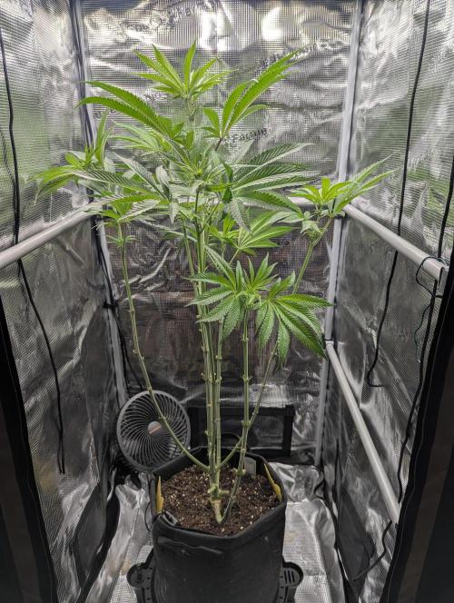 Blue Zushi - Dutch Passion. Week 8