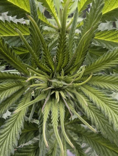 Blue Zushi - Dutch Passion. Week 8