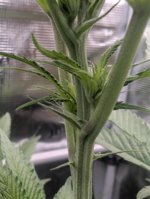 Blue Zushi - Dutch Passion. Week 8