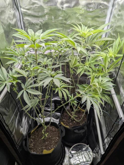 Blue Zushi - Dutch Passion. Week 8