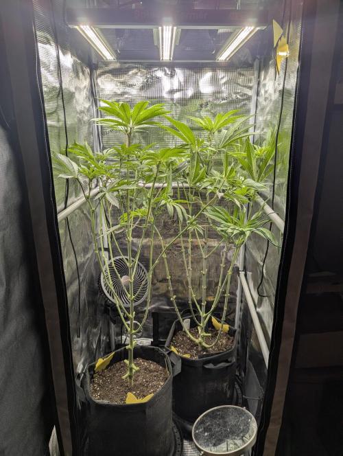 Blue Zushi - Dutch Passion. Week 8