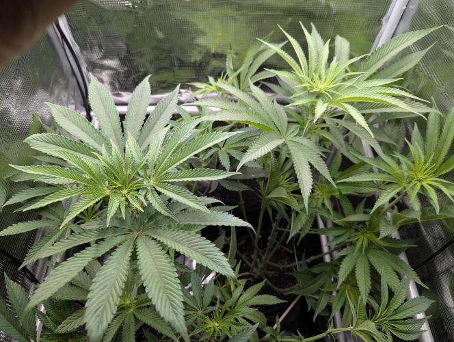 Blue Zushi - Dutch Passion. Week 8