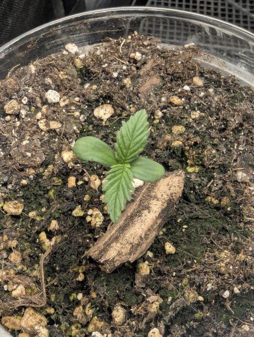 Strawberry Gorilla Auto - FastBuds. Week 0