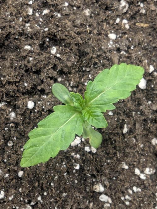 Zkittlez - Growers Choice. Week 0