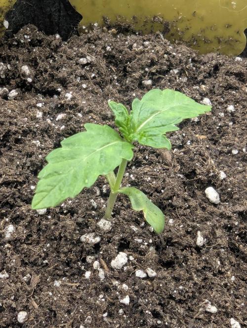 Zkittlez - Growers Choice. Week 0