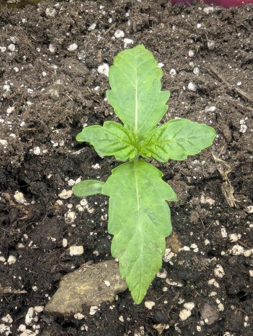 Zkittlez - Growers Choice. Week 1