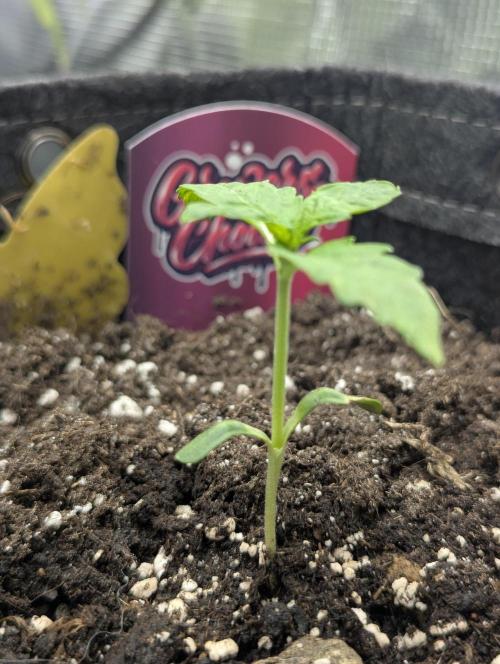 Zkittlez - Growers Choice. Week 1