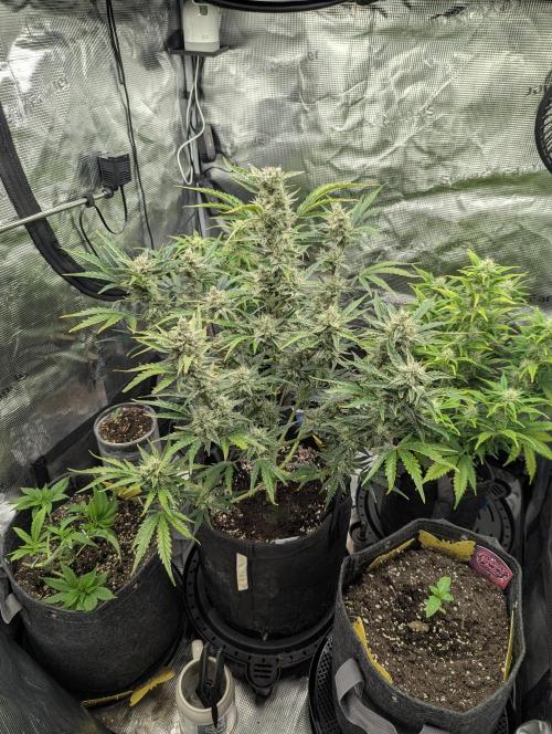 Zkittlez - Growers Choice. Week 1