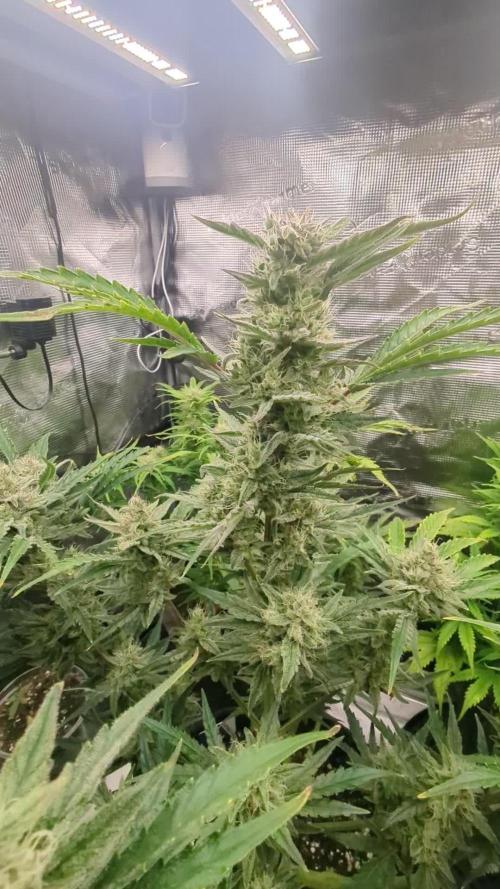 Runtz Auto - Zamnesia