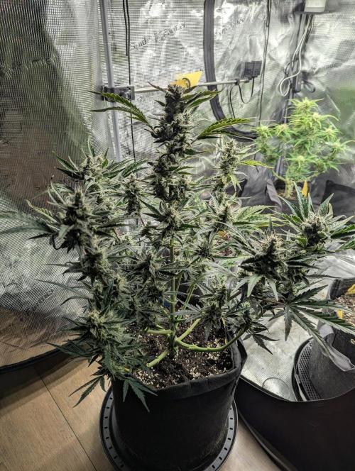 Runtz Auto - Zamnesia. Week 8