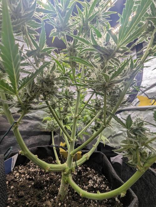 Runtz Auto - Zamnesia. Week 8