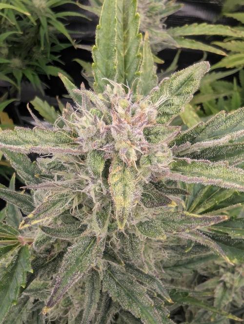 Runtz Auto - Zamnesia. Week 8