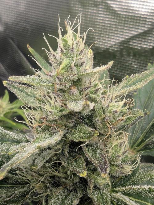 Runtz Auto - Zamnesia. Week 8