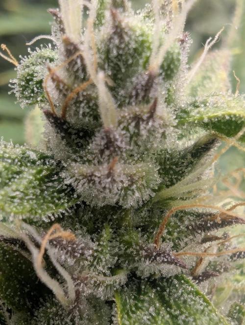 Runtz Auto - Zamnesia. Week 8