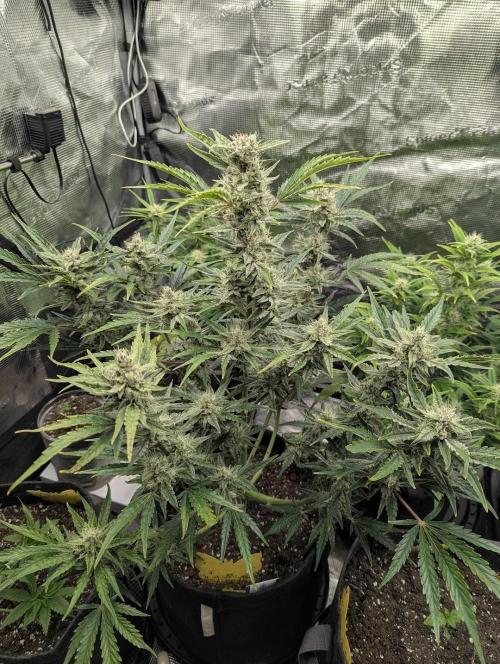 Runtz Auto - Zamnesia. Week 8