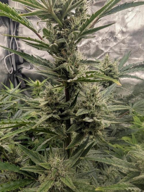 Runtz Auto - Zamnesia. Week 8