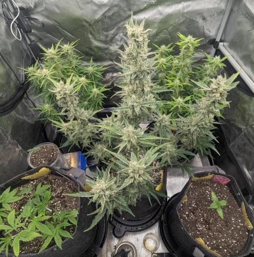 Runtz Auto - Zamnesia. Week 8